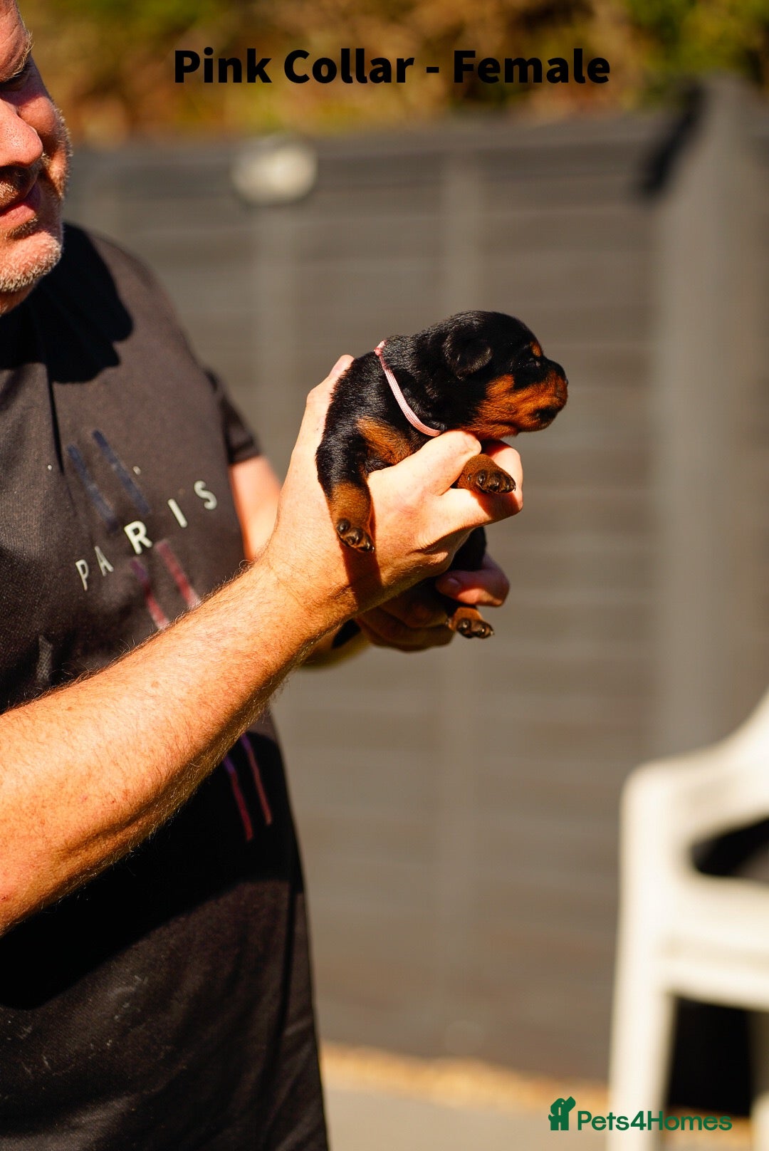 Rottweiler dogs Stunning Rottweiler pups - Advert 2