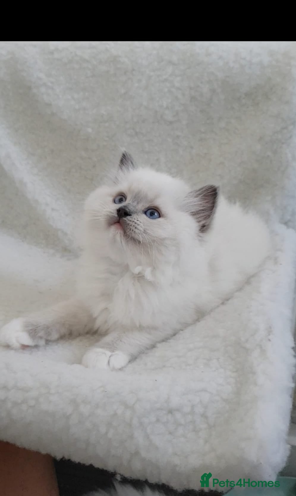 Ragdoll cats Stunning TICA Registered Ragdoll Kittens  - Advert 2