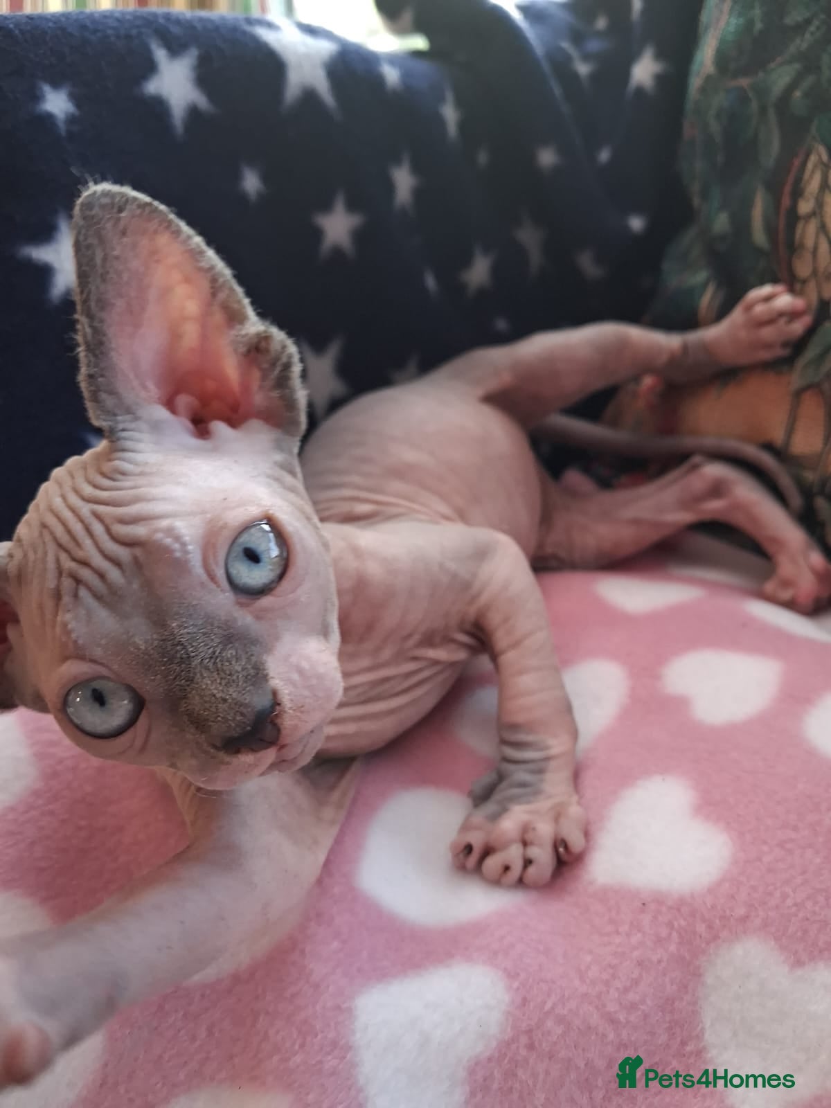Sphynx cats Sphynx kittens - Advert 18