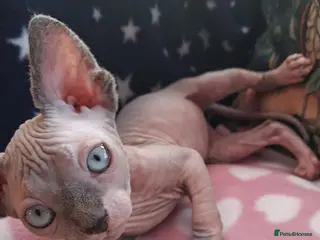 Sphynx cats Sphynx kittens - Advert 18