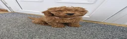 Cavapoo dogs for sale: Cavapoo F1B - Advert 2
