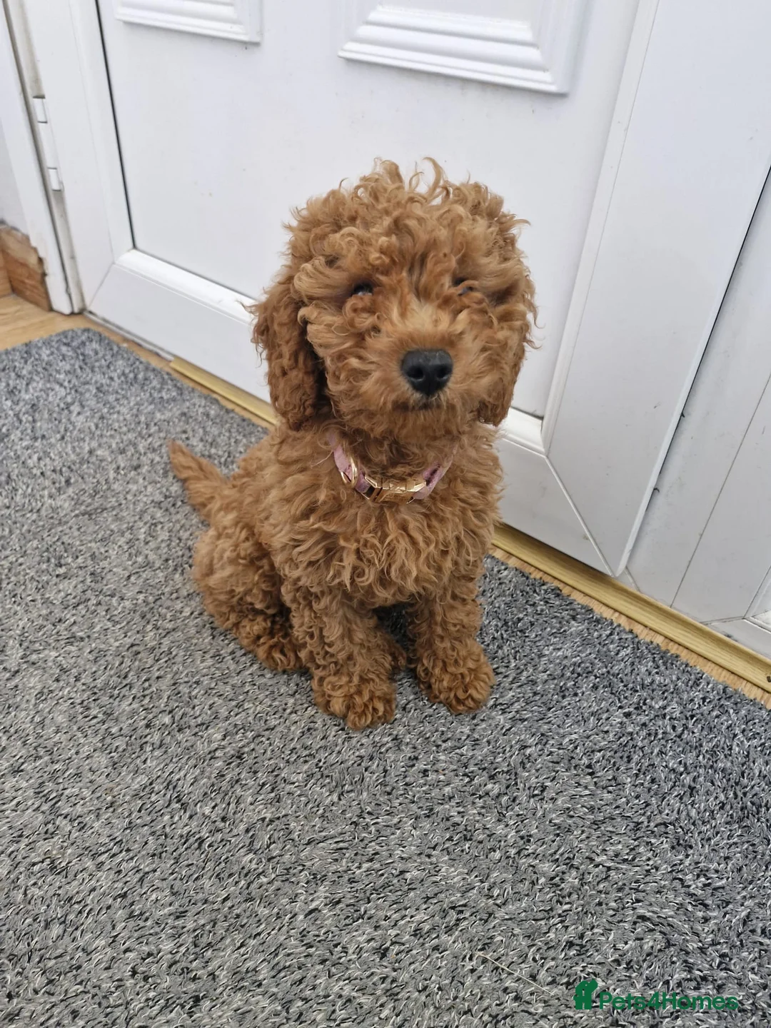 Cavapoo dogs for sale: Cavapoo F1B - Advert 2