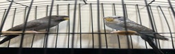 Budgerigars birds for sale: Budgies and cages for sale! - Advert 3