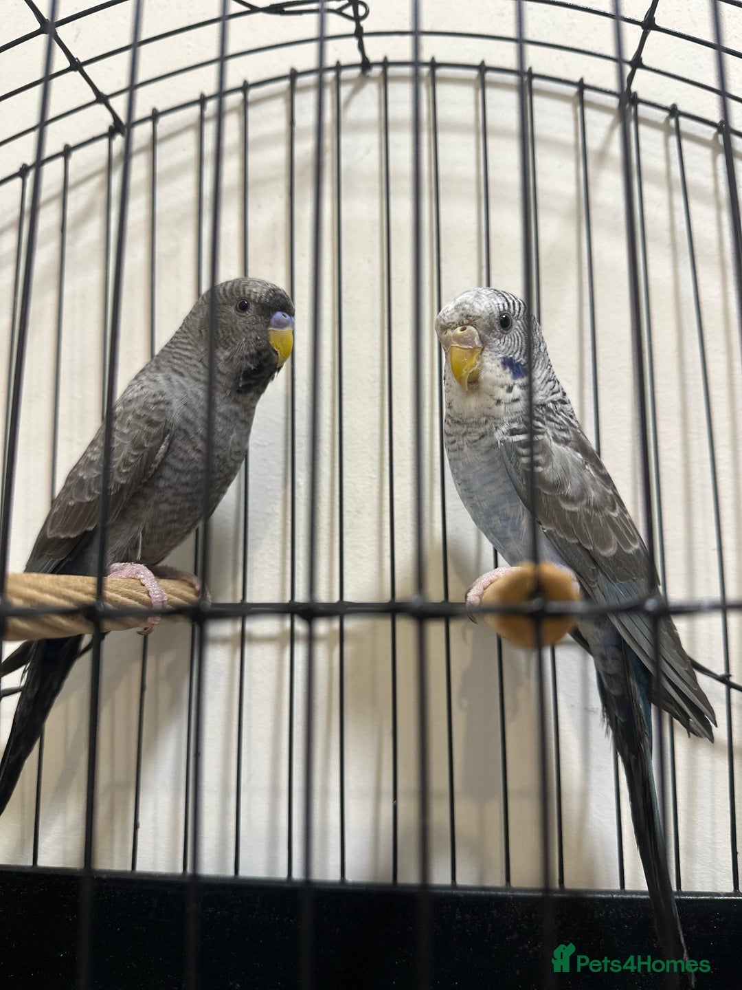 Budgerigars birds for sale: Budgies and cages for sale! - Advert 3