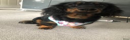 Miniature Dachshund dogs for sale:  long haired miniature dachshund male KC registere - Advert 27