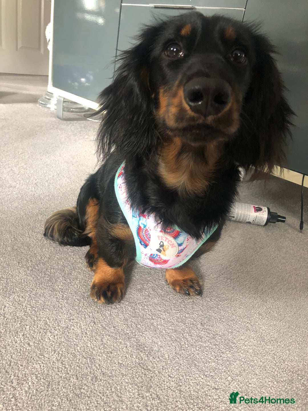 Miniature Dachshund dogs for sale:  long haired miniature dachshund male KC registere - Advert 27