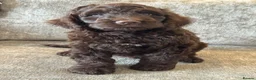 Cockapoo dogs for sale: MERL & CHOCOLATE F1COCKERPOOS HEALTH TESTED PARENT - Advert 2