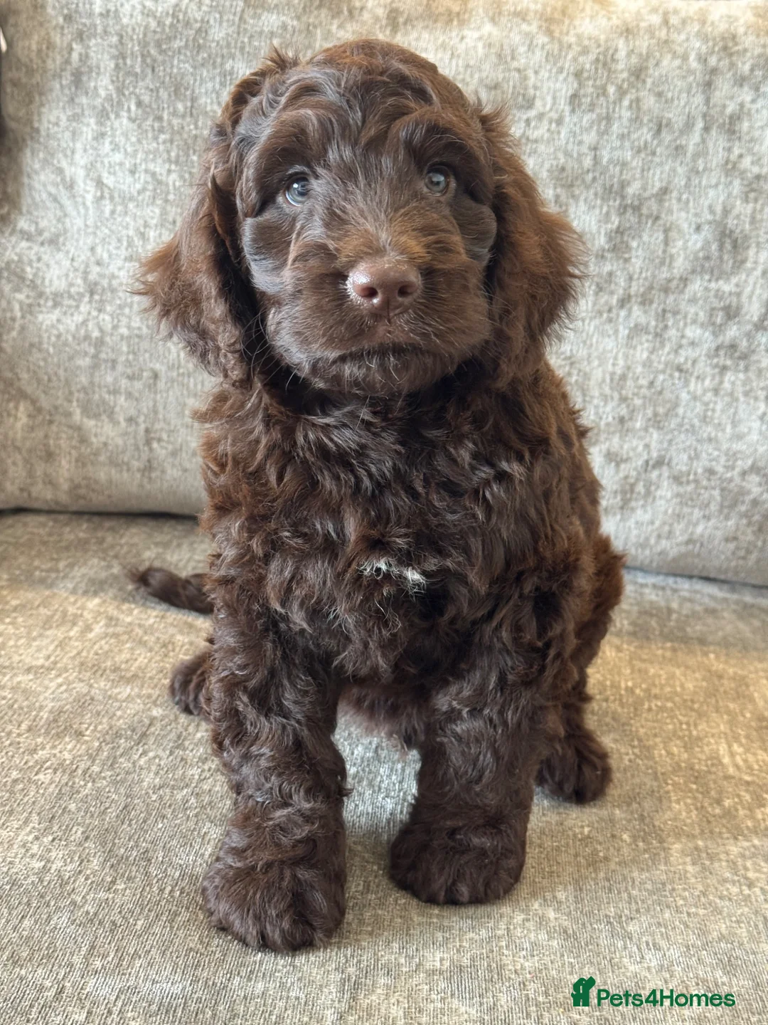 Cockapoo dogs for sale: MERL & CHOCOLATE F1COCKERPOOS HEALTH TESTED PARENT - Advert 2