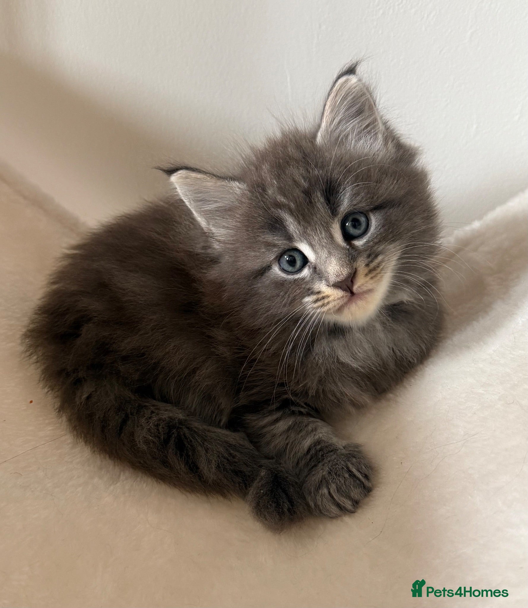 Maine Coon cats Beautiful 100% Maine Coon kittens - Advert 7