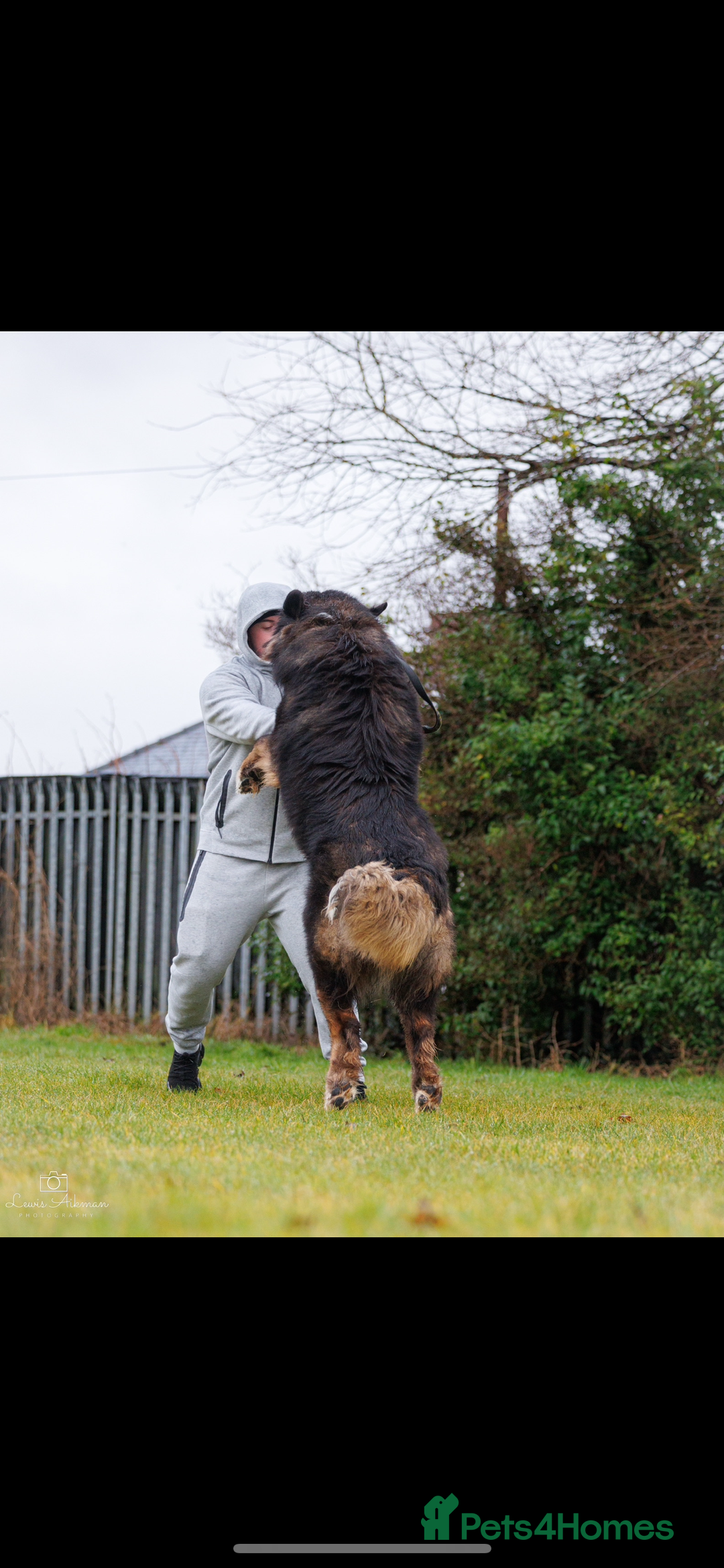 Caucasian Shepherd Dog dogs for stud: XL Caucasian Shepard ( stud) available  - Image 2