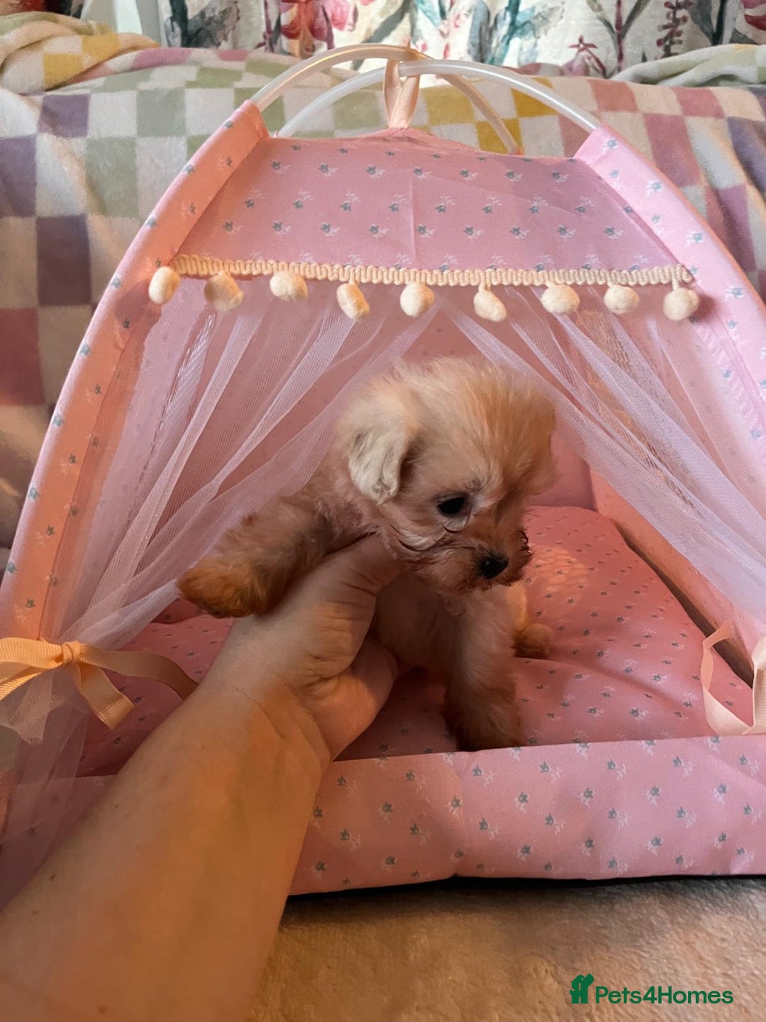 Maltipoo dogs for sale: Tea cup/ pocket puppy Maltipoo girl 🩷 - Image 14
