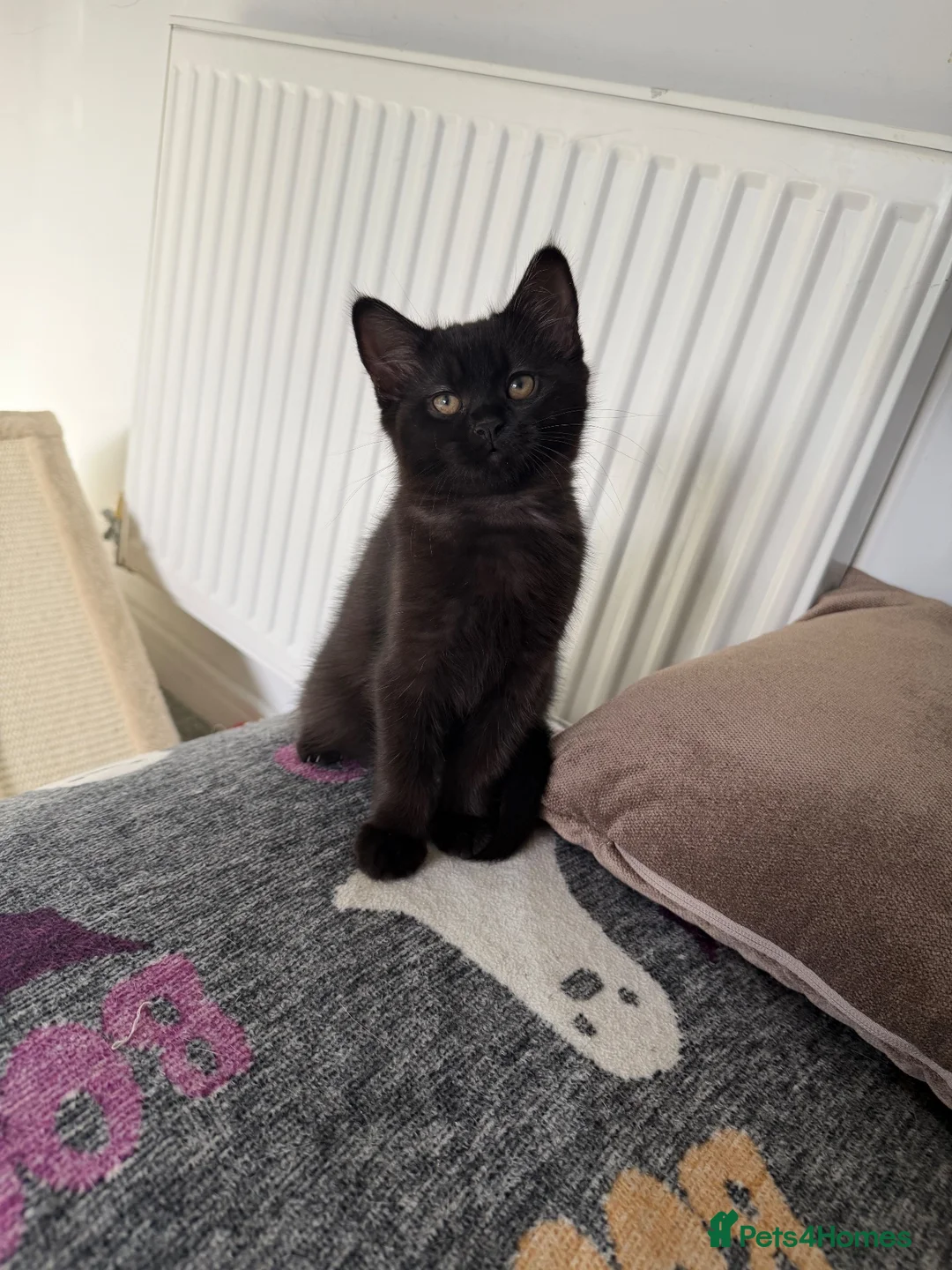 Mixed Breed cats for sale: British shorthair mixed breed - Advert 2