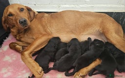 Labrador Retriever dogs for sale: 7 STUNNING BLACK LABRADOR PUPPIES - Image 16