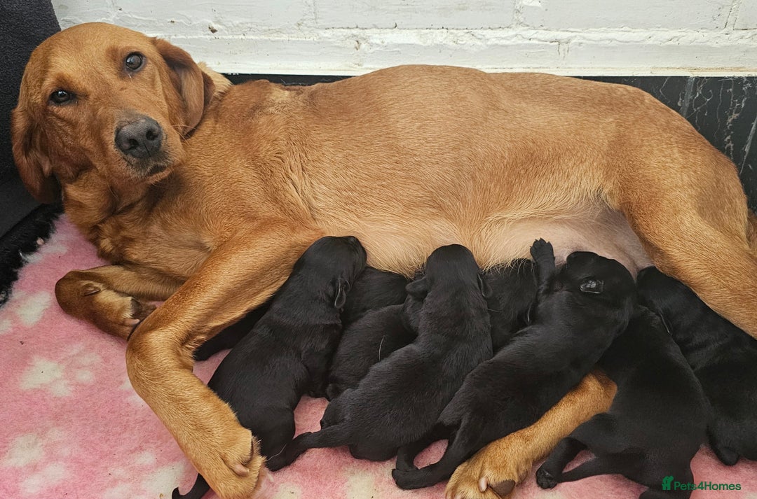 Labrador Retriever dogs for sale: 7 STUNNING BLACK LABRADOR PUPPIES - Image 16