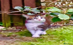 British Shorthair cats for sale: Loving kittens looking for a loving home - Image 2
