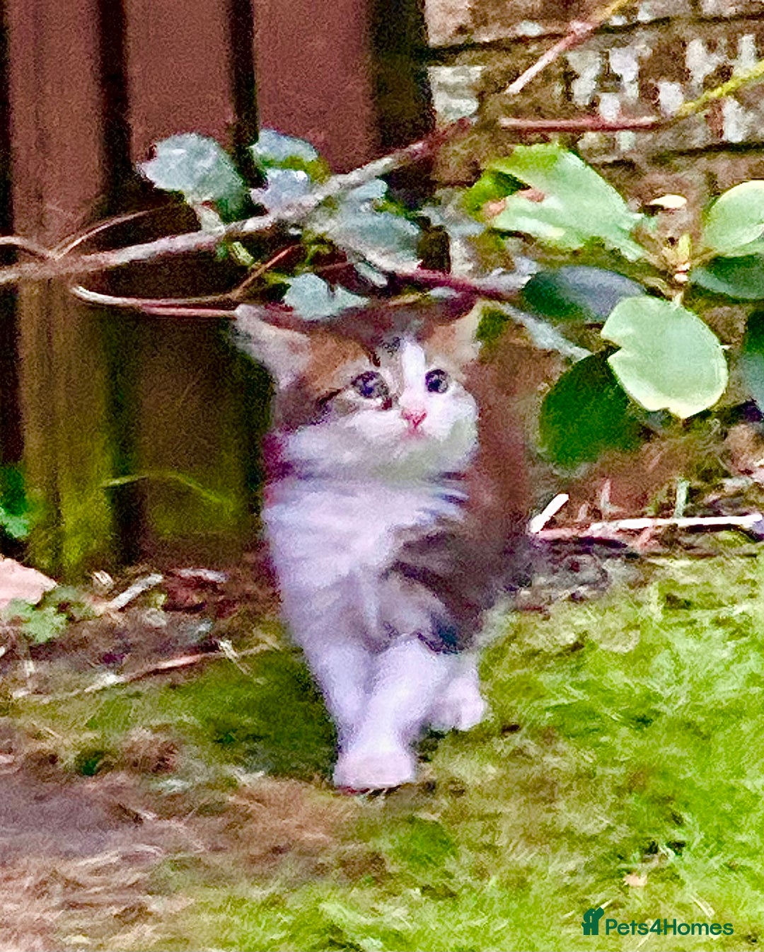 British Shorthair cats for sale: Loving kittens looking for a loving home - Image 2