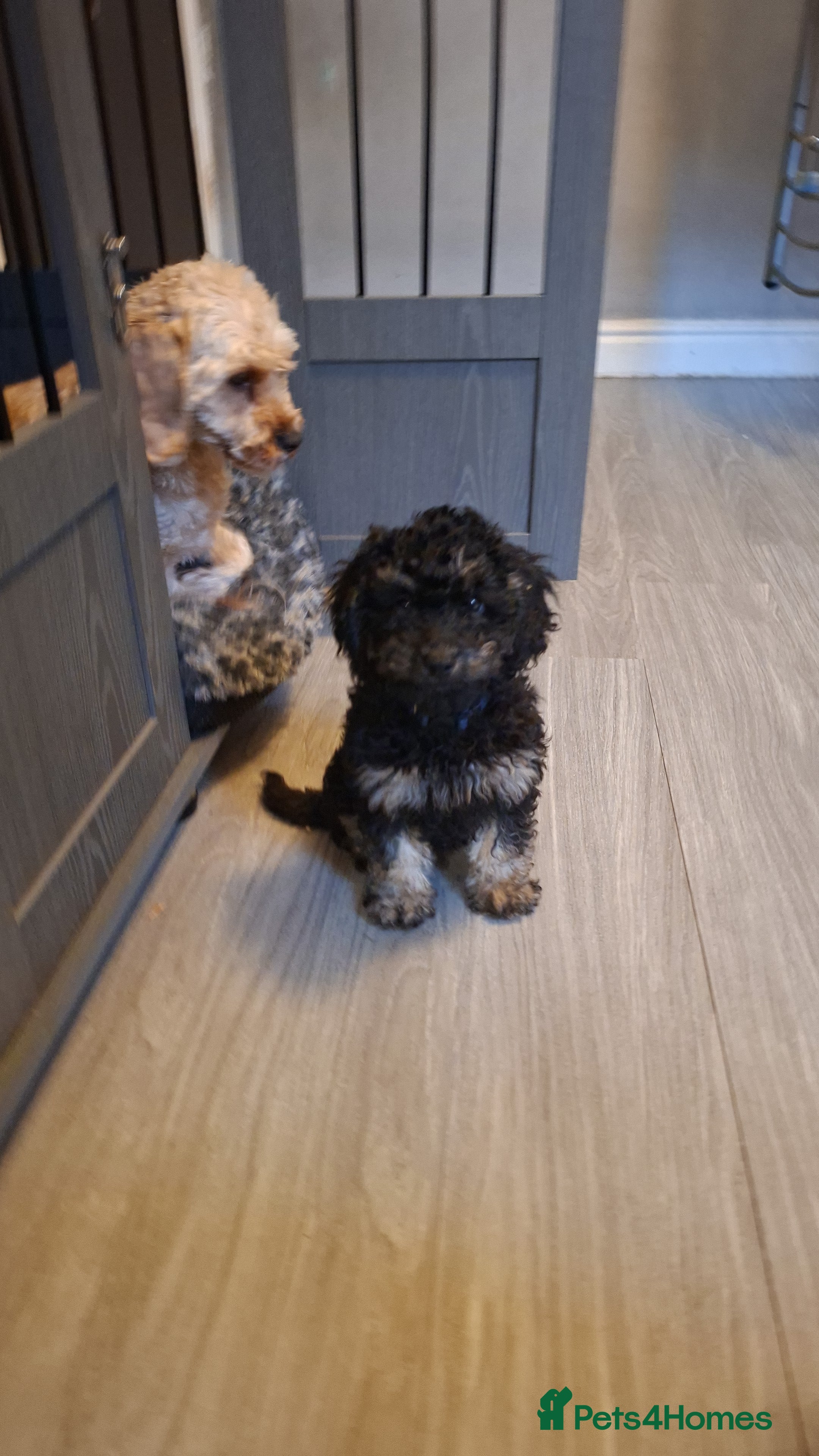 Cavapoo dogs Beautiful f1b Cavapoo puppies  - Advert 18