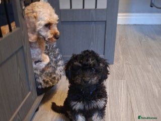 Cavapoo dogs Beautiful f1b Cavapoo puppies - Advert 10