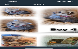 Pomeranian dogs for sale: Pomeranian. Full breed miniature puppies  - Image 4