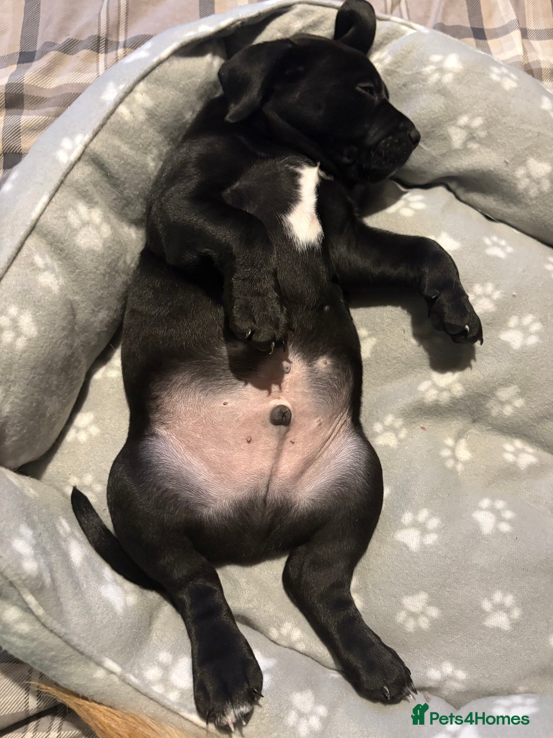 Mixed Breed dogs for sale: Labrador X pups 2 girls left !  - Advert 23