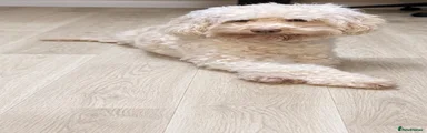 Cockapoo Puppy 2