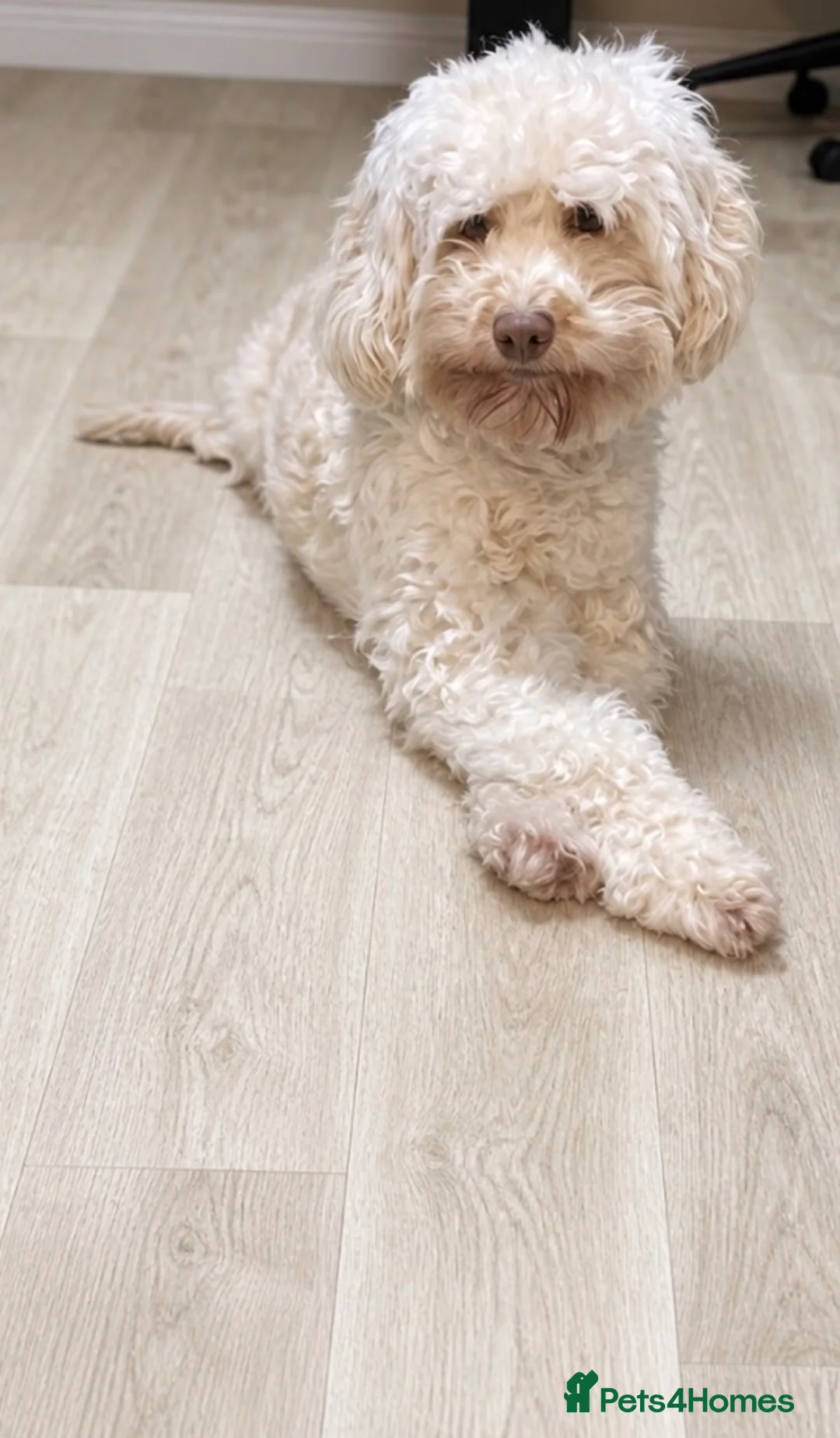 Cockapoo dogs for sale: Two beautiful cockerpoo girls for rehoming  in Bristol - Advert 2