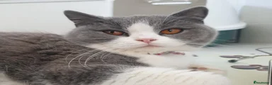 British Shorthair 1
