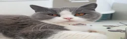 British Shorthair cats for sale: British shorthair - Chloe in Maidstone - Advert 2