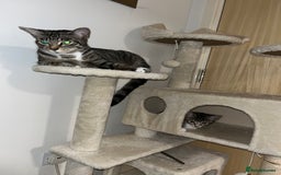 Mixed Breed cats for sale: Adorable kittens ready for loving homes! - Image 13