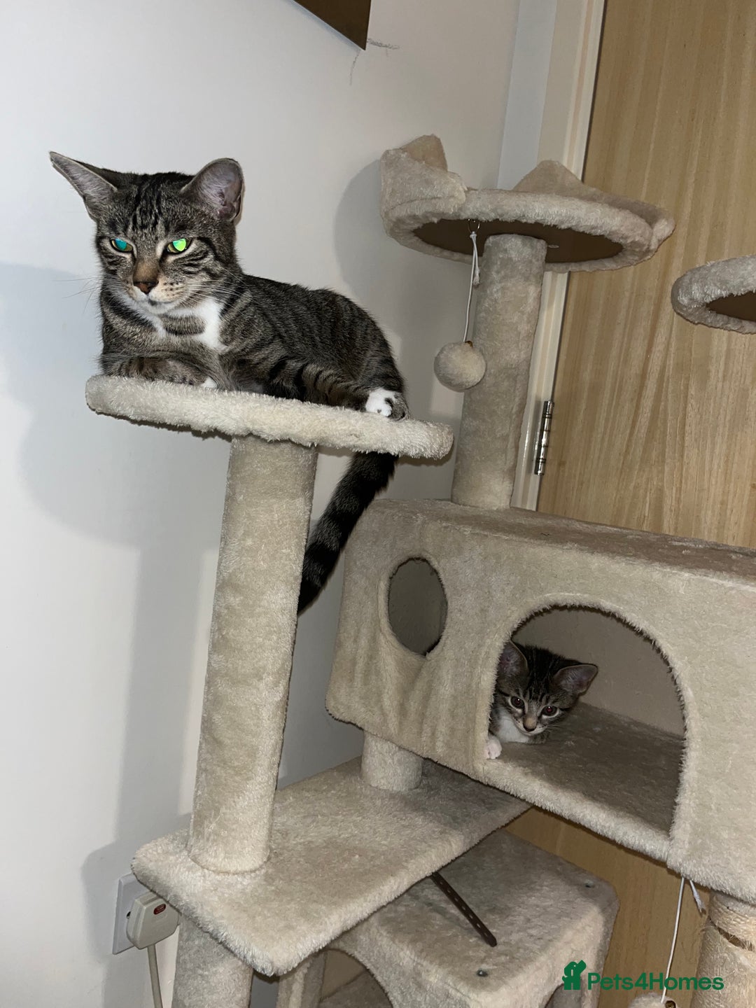 Mixed Breed cats for sale: Adorable kittens ready for loving homes! - Image 13