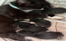 British Longhair cats for sale: Three adorable kittens  - Image 1