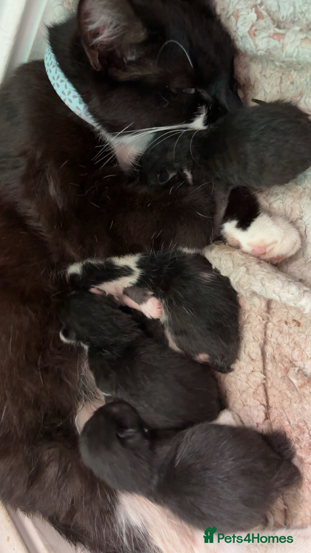 British Longhair cats for sale: Three adorable kittens  - Image 1