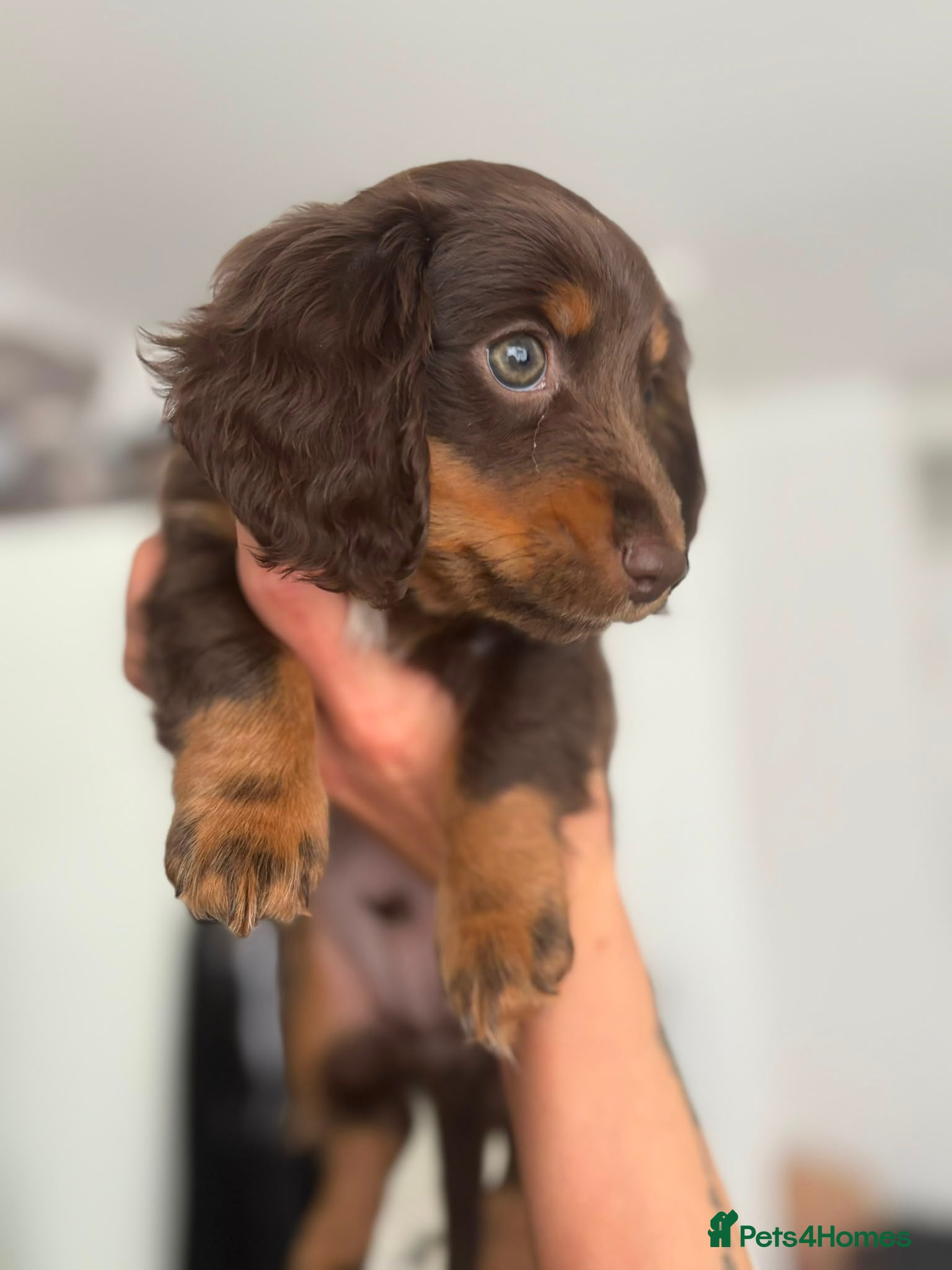 Miniature Dachshund dogs Beautiful rare miniature Daschunds. Pure 🧬  - Advert 16