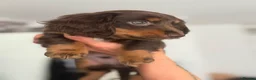 Miniature Dachshund dogs for sale: Beautiful rare miniature Daschunds. Pure 🧬  - Advert 1