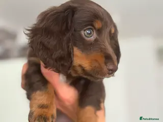 Miniature Dachshund dogs Beautiful rare miniature Daschunds. Pure 🧬 - Advert 16