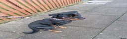 Rottweiler dogs for sale: Female rottweiler  - Advert 8