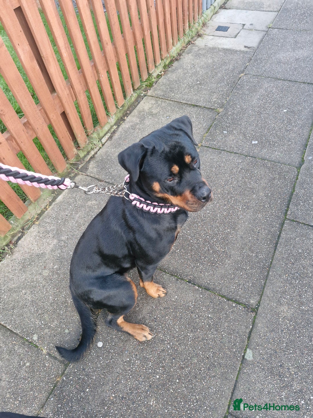 Rottweiler dogs for sale: Female rottweiler  - Advert 8