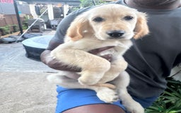 Golden Retriever dogs for sale: Beautiful April Fools Day Golden Retriever Puppies - Image 7