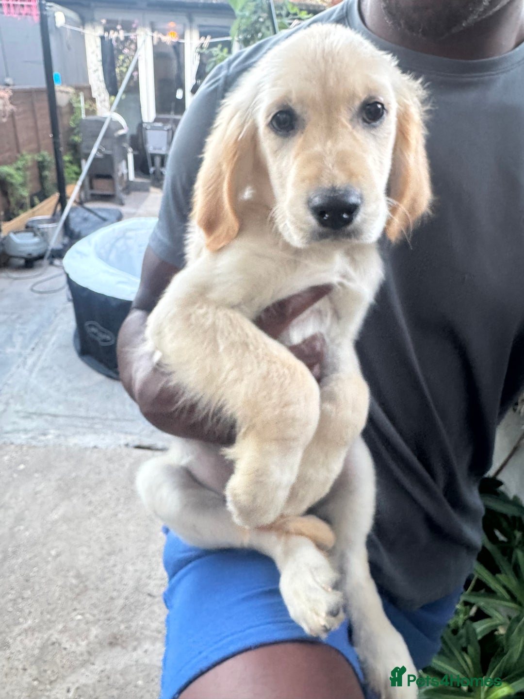 Golden Retriever dogs for sale: Beautiful April Fools Day Golden Retriever Puppies - Image 7
