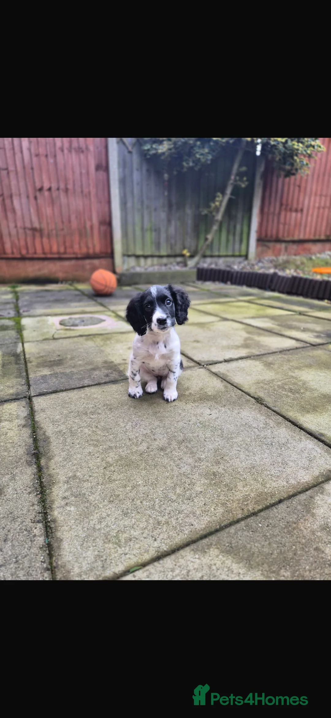 Cockapoo dogs for sale: 1 beautiful cocker spaniel puppy left for sale - Advert 10
