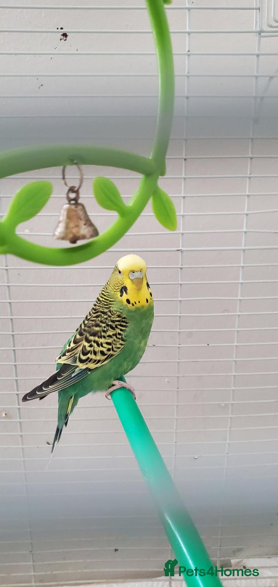 Mixed Breed birds for sale: Male Budgerigars - Advert 1