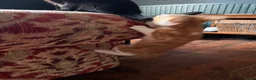 Mixed Breed cats for sale: Four varied mixed breed kittens - Advert 17