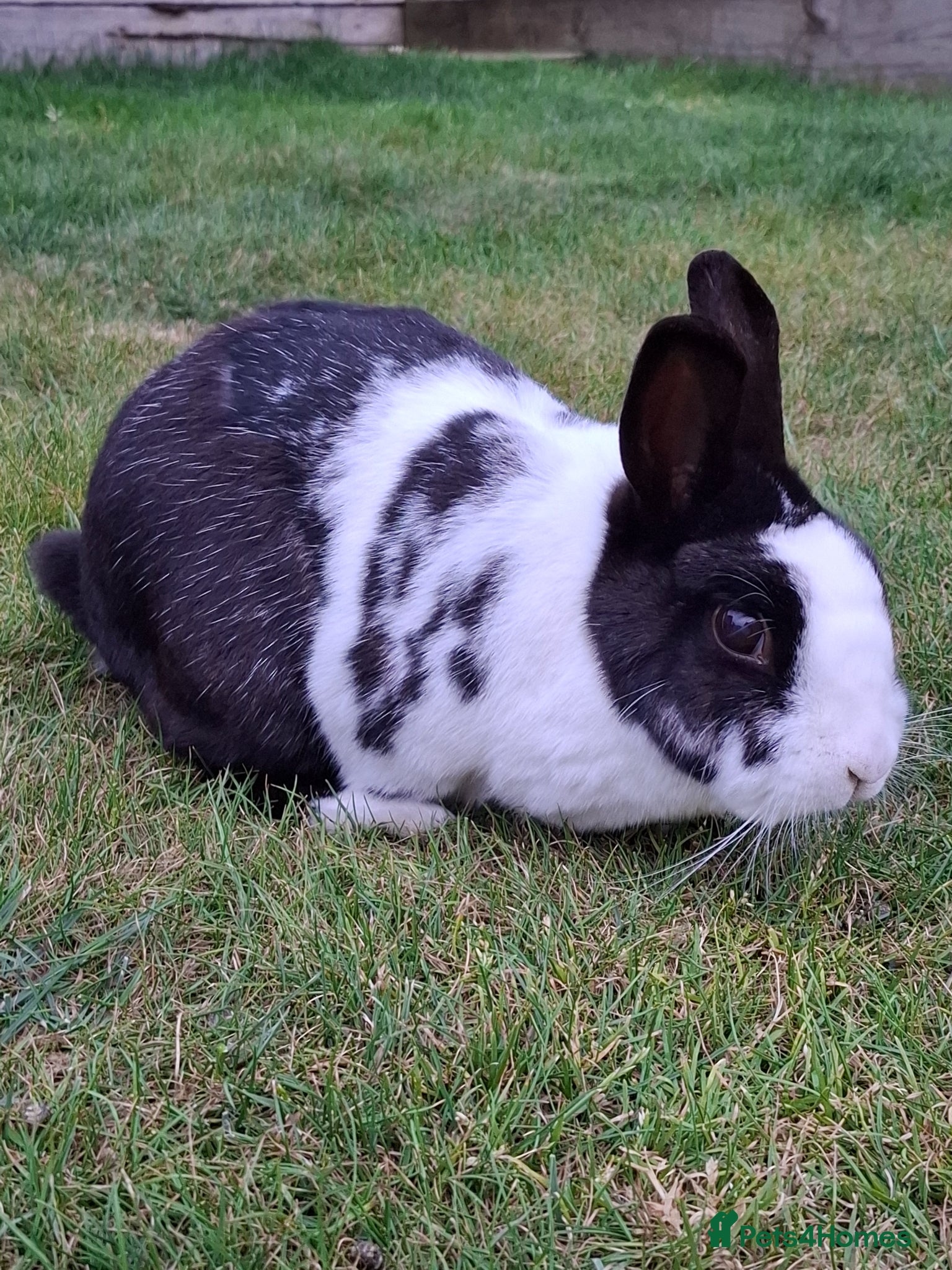 Netherland Dwarf rabbits for sale: Klompje (M) & Sapheiri (F) bonded couple. 7-8yrs in Bury Saint Edmunds - Advert 3