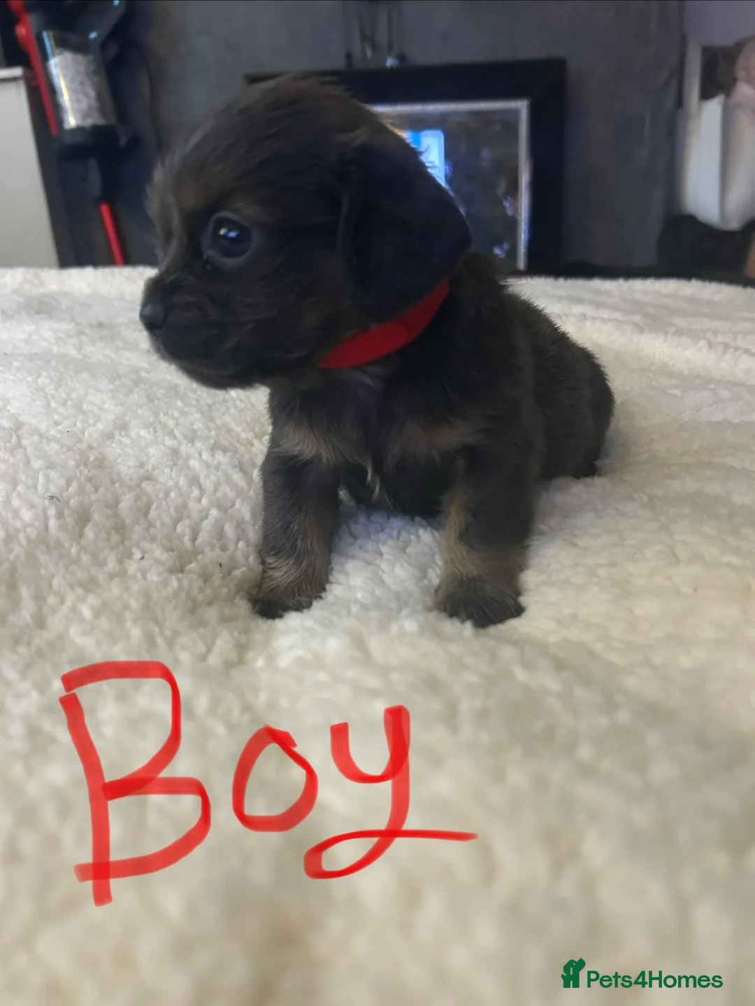 Mixed Breed dogs for sale: Last boy left  - Advert 6