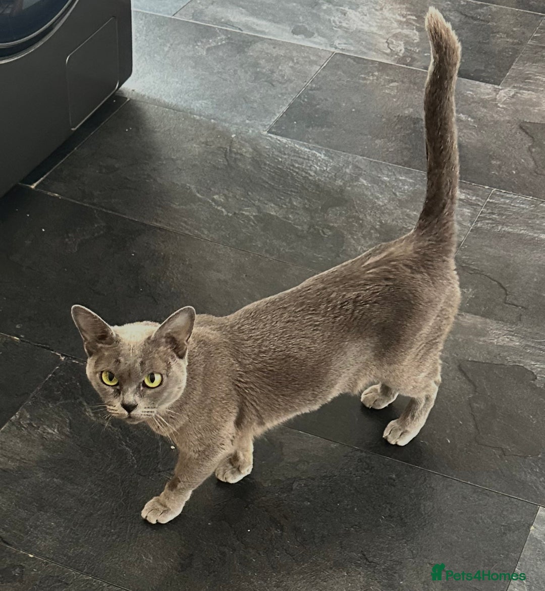 Burmese cats for sale: Gorgeous Blue Female - Image 2