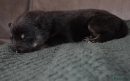 Shepsky dogs for sale: German shepherd x husky puppies - Image 34