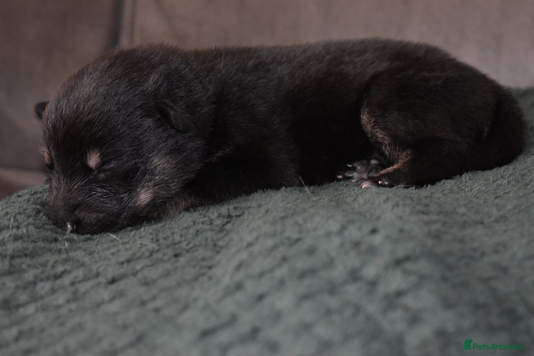 Shepsky dogs for sale: German shepherd x husky puppies - Image 34