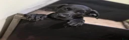 Presa Canario dogs for sale: 3 Pressa canario female pups - Advert 3