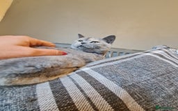 British Shorthair cats for sale: GCCF kittens ready 2 leave now - Advert 25