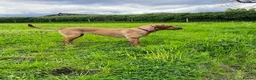 Labrador Retriever dogs for sale: KC registered Fox Red Labrador Puppies in Whitchurch - Advert 14